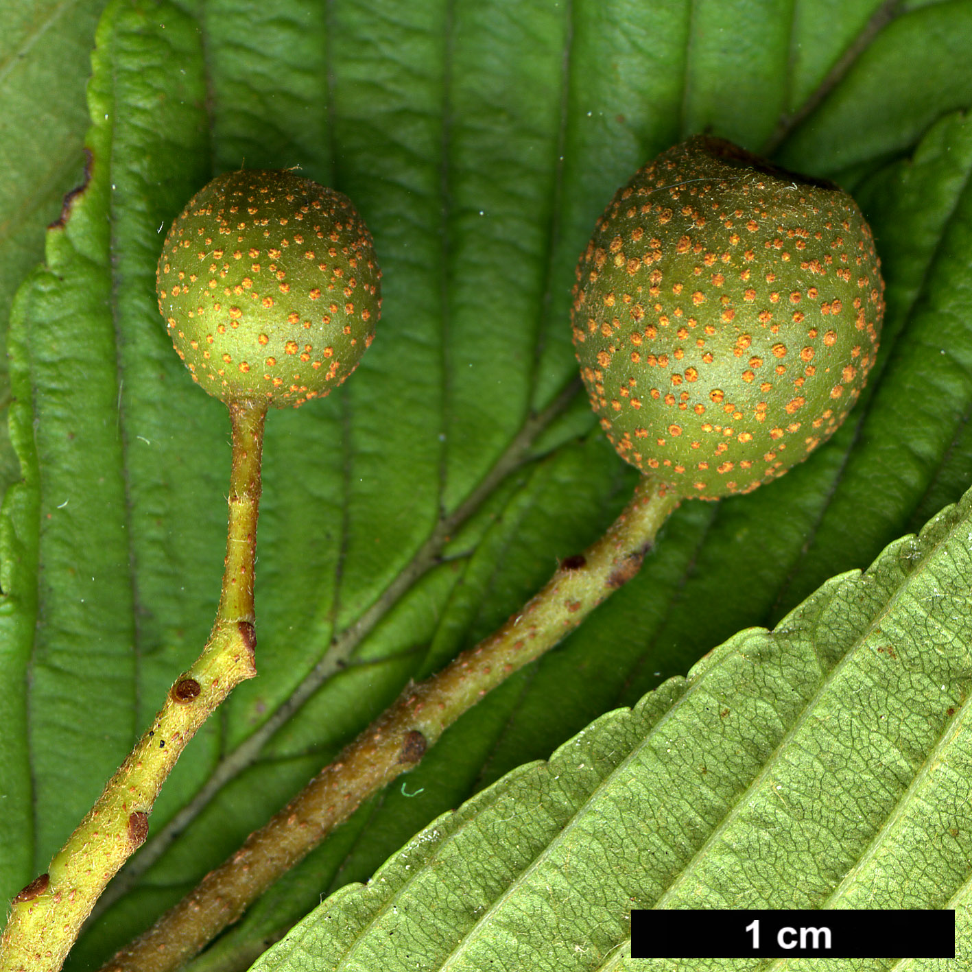 High resolution image: Family: Rosaceae - Genus: Sorbus - Taxon: meliosmifolia High resolution image: Family: Rosaceae - Genus: Sorbus - Taxon: meliosmifolia